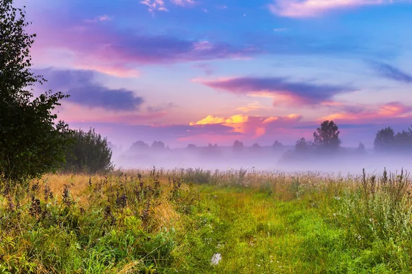 Wild foggy meadow landscape — Stock Photo, Image