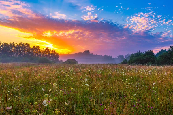 活気のある夏に昇る朝日、魔法の霧の草原 — ストック写真