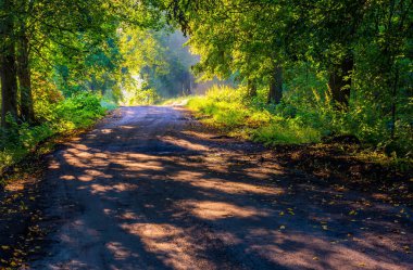 Sabah ışıkla aydınlatılmış güzel ağaçlar sokak.