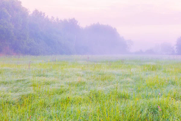 Paesaggio vibrante con prato nebbioso in Polonia — Foto Stock