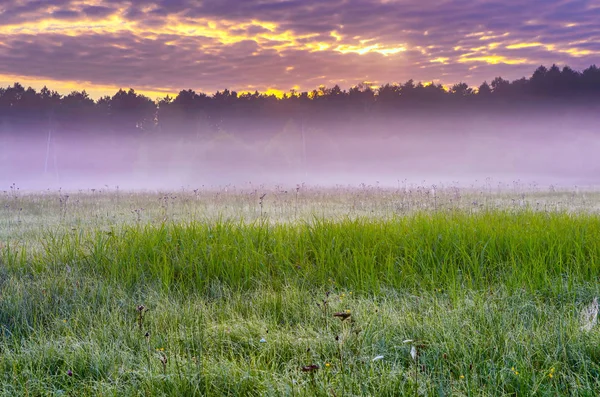 Hermosa mañana niebla pradera paisaje —  Fotos de Stock