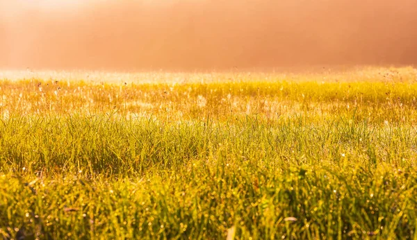 ポーランドの霧の草原に鮮やかな風景 — ストック写真