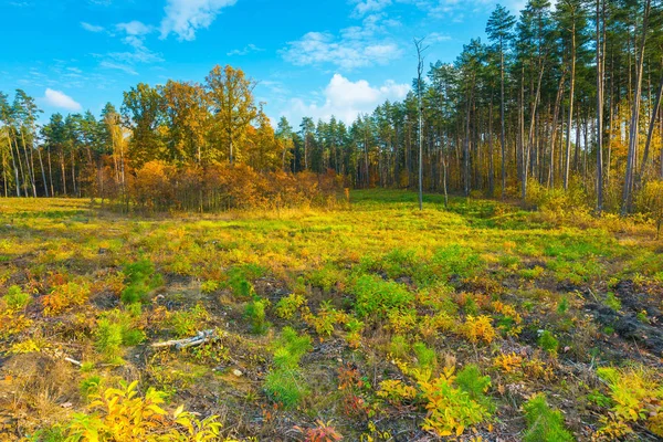 European autumnal forest landscape — Stock Photo, Image