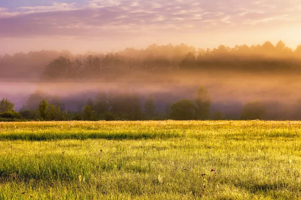 Krásné ráno mlhavo luční krajina — Stock fotografie