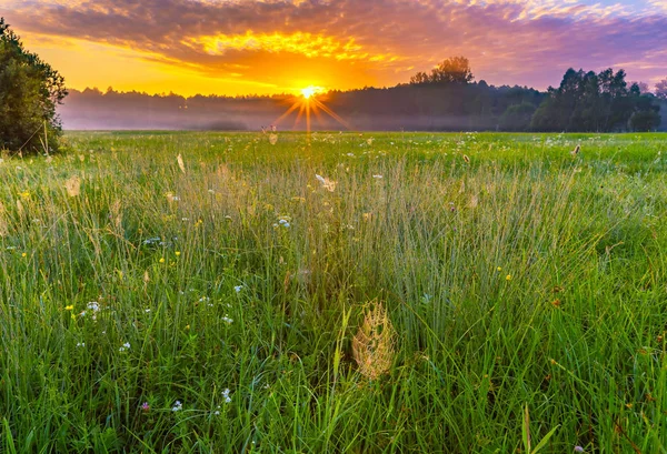 Levendige zomer zonsopgang boven de mistige, magische weide — Stockfoto