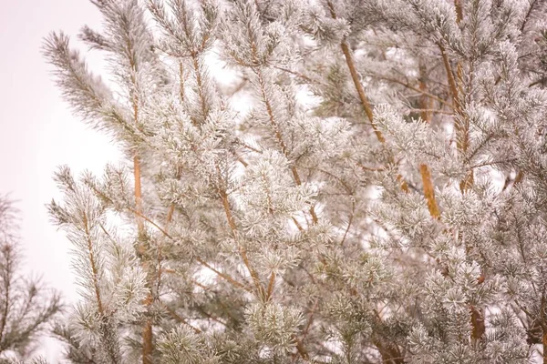 Gałąź drzewa sosnowego z rym zima biały — Zdjęcie stockowe