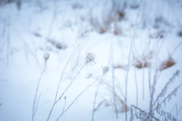 겨울 식물 수의 추상 매크로 — 스톡 사진