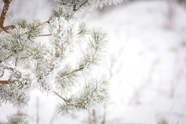 Pine tree branch with winter white rime — Stock Photo, Image