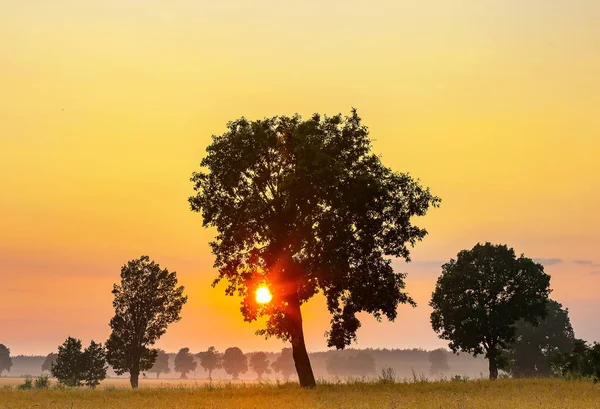 Summer sunrise over fields and trees silhouettes — Stock Photo, Image