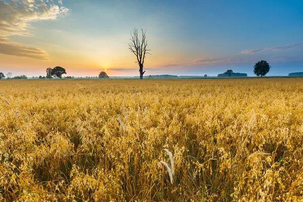 Mistige ochtend landschap met granen veld onder mooie hemel. — Stockfoto