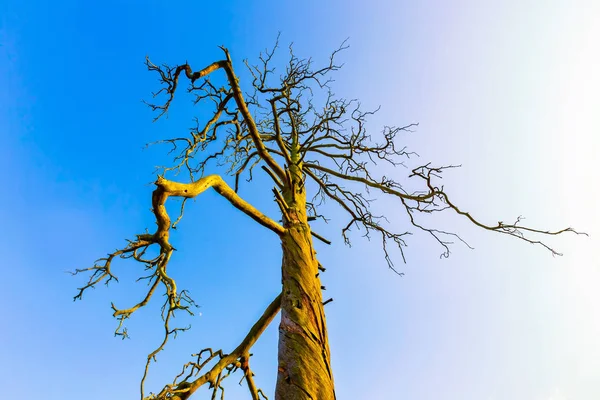 Високе мертве дерево під блакитним небом — стокове фото