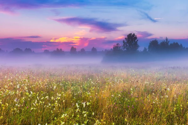 Vahşi sisli çayır manzara — Stok fotoğraf