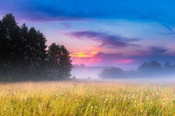 Wild foggy meadow landscape — Stock Photo, Image