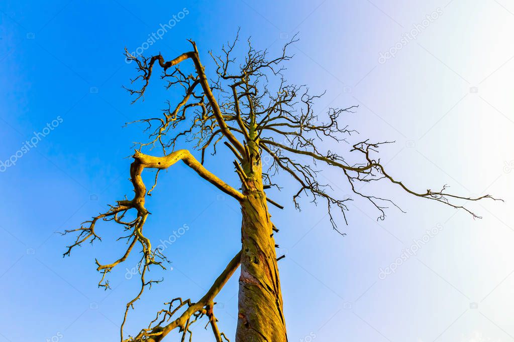 High  dead tree under blue sky
