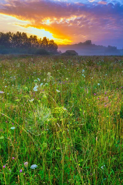 Calm and tranquil place with untouched wild meadow at sunrise — Stock Photo, Image
