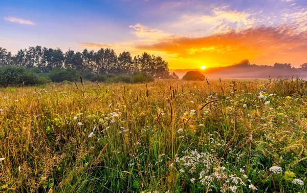 Paesaggio vibrante con prato nebbioso in Polonia — Foto Stock