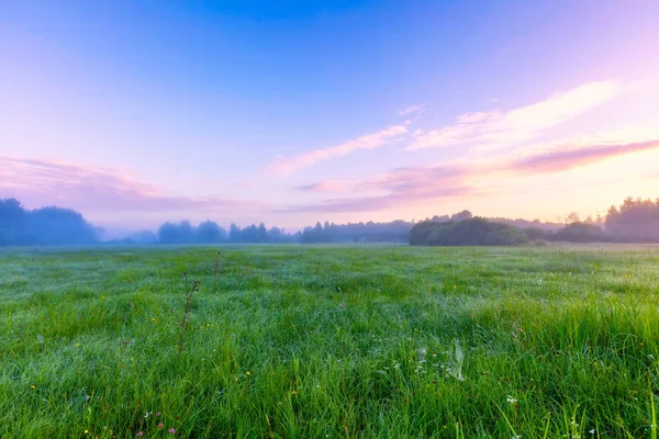 Bela manhã no prado nebuloso — Fotografia de Stock