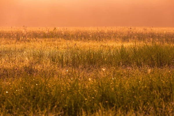 Mysterious and hazy meadow landscape photographed in Poland — Stock Photo, Image