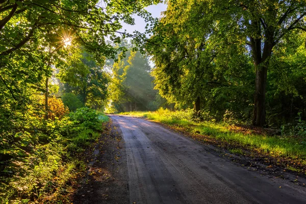 Красива дерев'яна алея освітлена ранковим світлом — стокове фото
