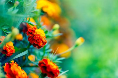 Güzel bahçe marigolds çiçeklenme
