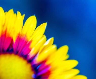 Coneflower içinde yakın çekim.