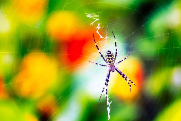 Δείγμα αράχνη τίγρη κάθεται στην ιστοσελίδα του — Φωτογραφία Αρχείου
