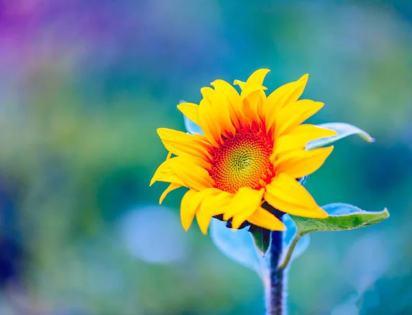 Macro of decorative sunflower — Stock Photo, Image