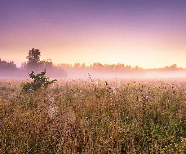 Morning foggy meadow in polish countryside — Stock Photo, Image