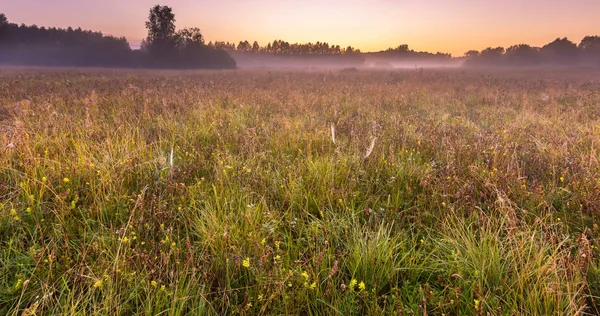 Morning foggy meadow in polish countryside — Stock Photo, Image