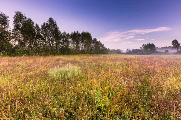 Morning foggy meadow in polish countryside — Stock Photo, Image