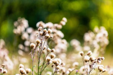 Thistle güzel ışık çiçekler solmuş