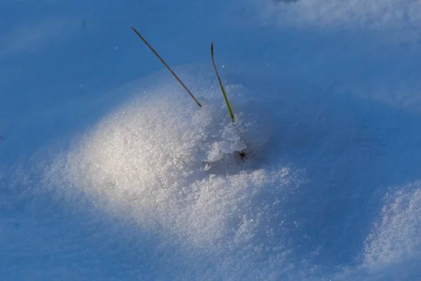 Fondo neve invernale con piante innevate — Foto Stock