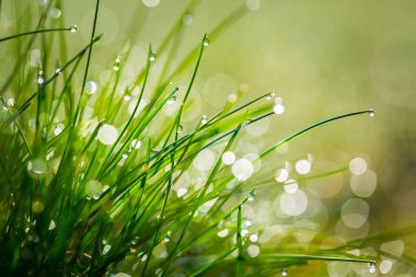 Sabah ışık Islak çimen yakın çekim
