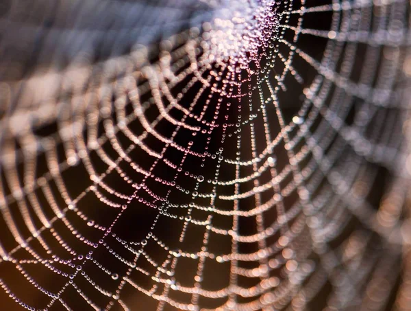 Nasses Spinnennetz am Morgen in Großaufnahme — Stockfoto