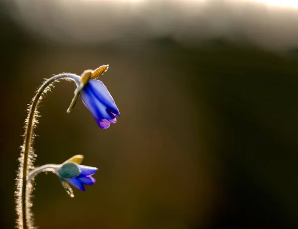 Fioritura livrea fiori in luce del mattino — Foto Stock