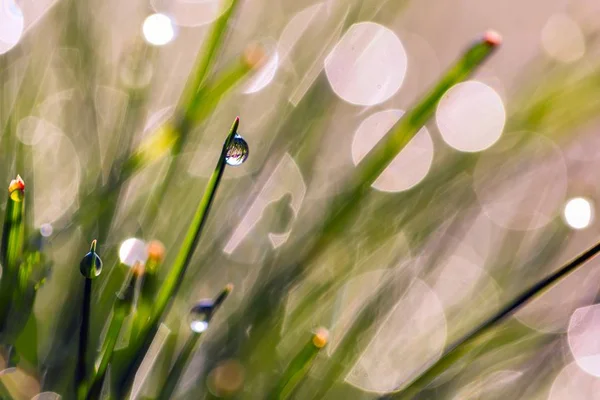 Gros plan de l'herbe humide dans la lumière du matin — Photo