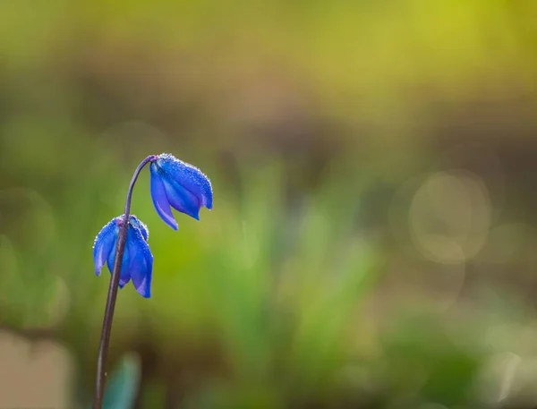 Blå sibiriska sguill blommor i närbild — Stockfoto