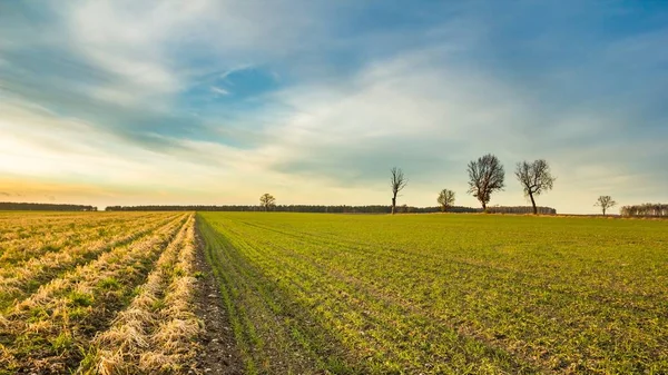 Vroege voorjaar velden bij zonsondergang — Stockfoto