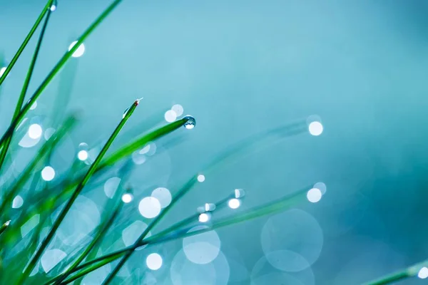 Nasses Gras mit Morgentau-Makro — Stockfoto