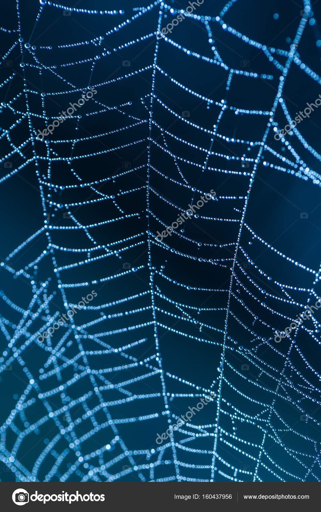 hd wet spider web wallpaper hd wet spider web wallpaper