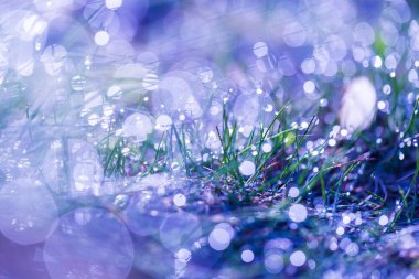 Sabah çiğ makro ile ıslak çimen