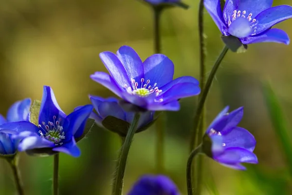 Fegato blu fiori in primo piano — Foto Stock