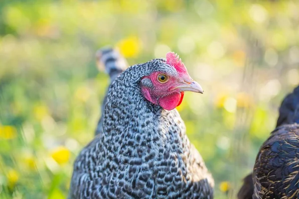 Close up de cara de galinha — Fotografia de Stock