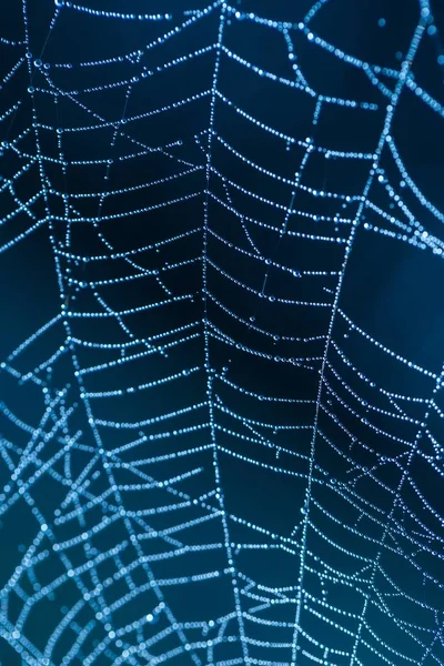 Makro nasses Spinnennetz — Stockfoto