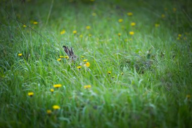 Avrupa hare yeşil çim atlama