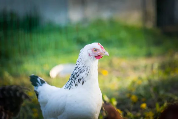 Csirke farm-állomány a legelőn — Stock Fotó