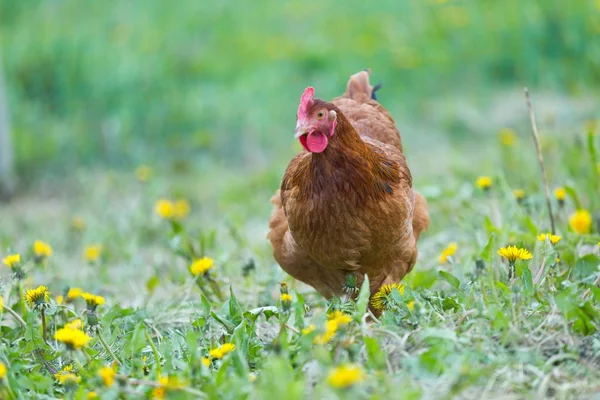 Hen on pasture at spring — Stock Photo, Image