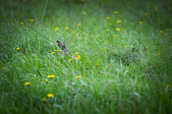 Avrupa hare yeşil çim atlama