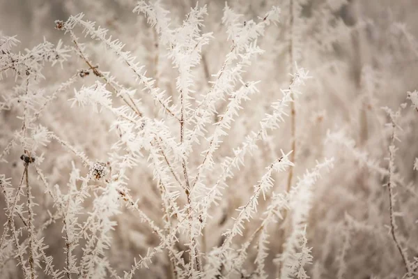Winter abstract macro van rime op planten — Stockfoto