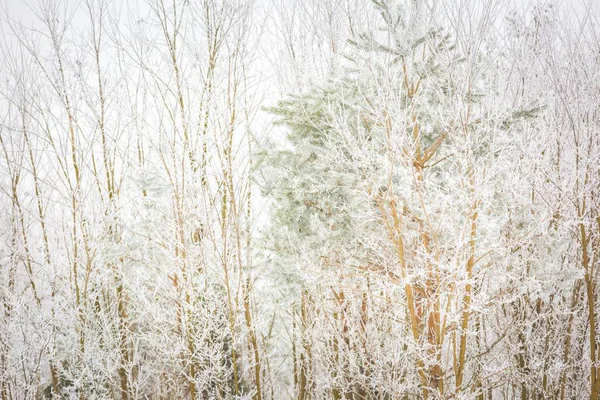 Poolse winterlandschap — Stockfoto